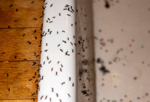 Best Cockroach Control Services  in Lesslie, SC