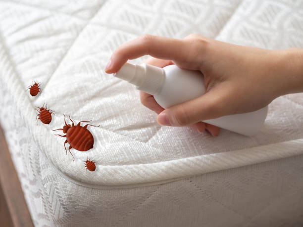 Best Emergency Pest Control  in Lesslie, SC