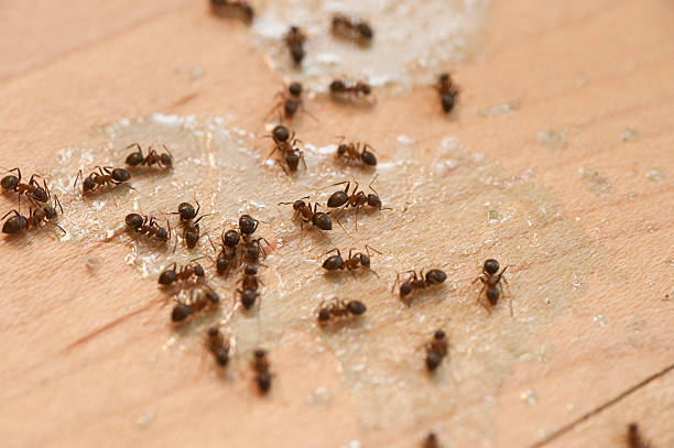 Best Wildlife Control Services  in Lesslie, SC